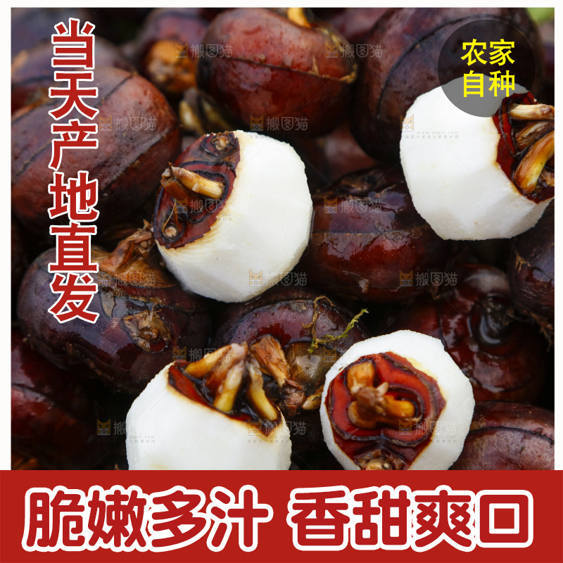 草地上的荸荠