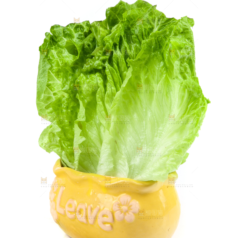 白底上的生菜