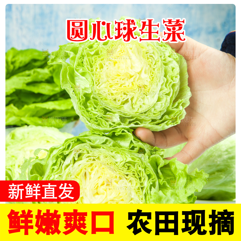 盘子里装着球生菜