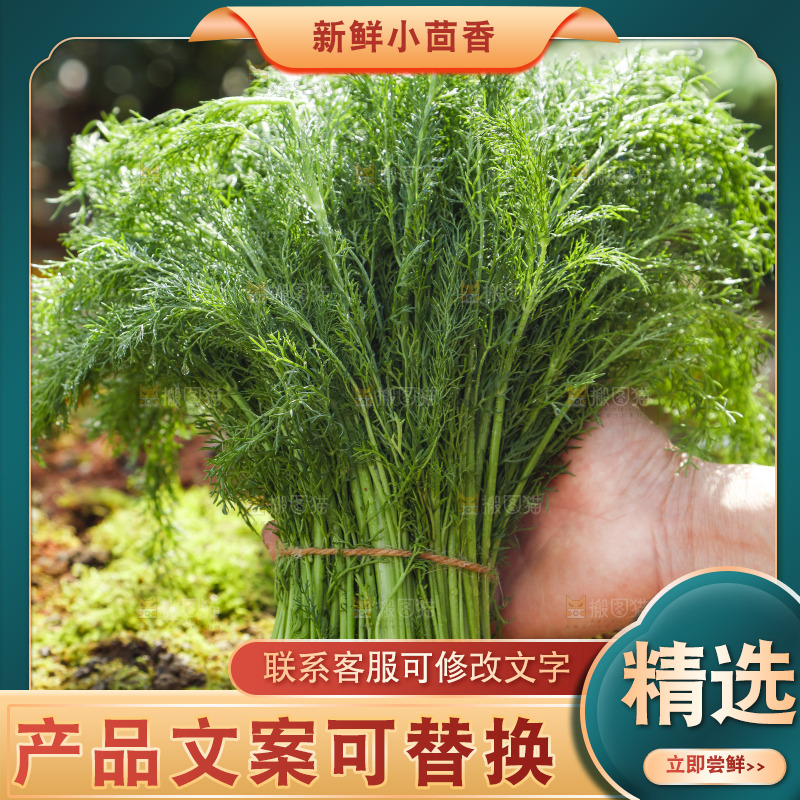 手里拿着小茴香