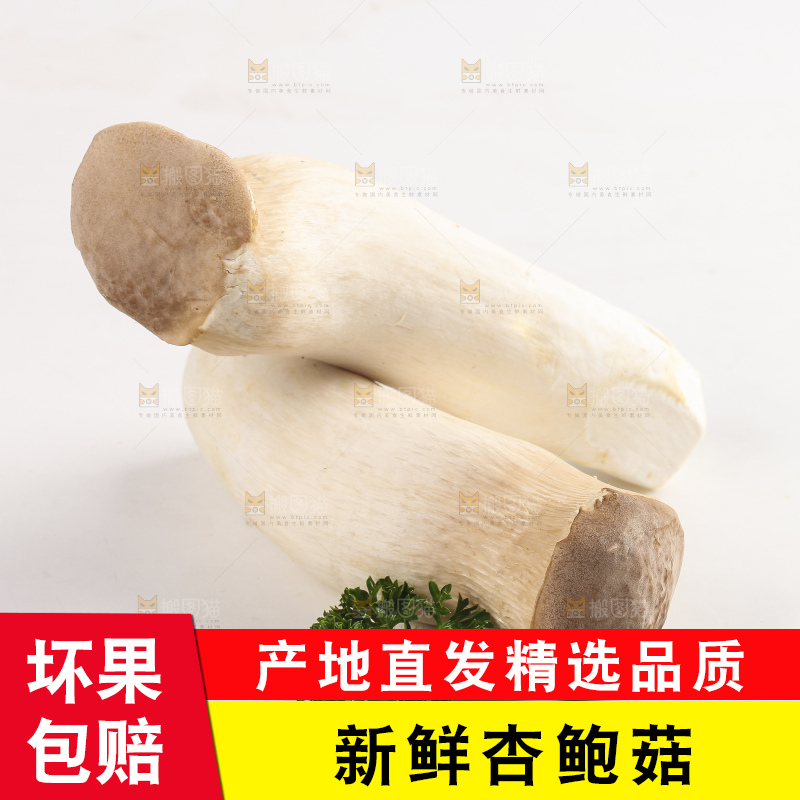 白底上放着新鲜杏鲍菇