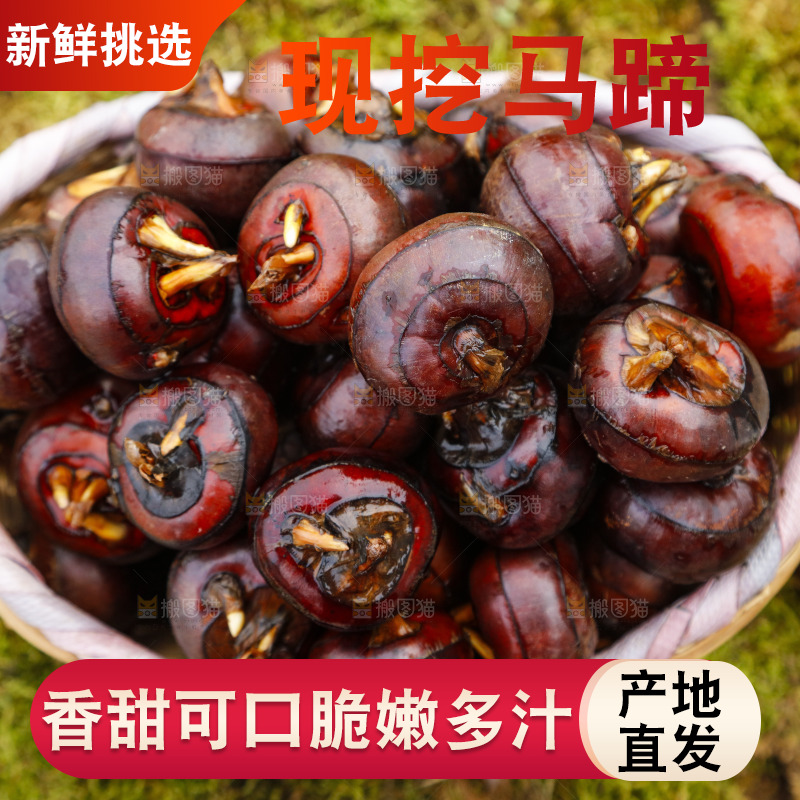 篮子里装着广西马蹄