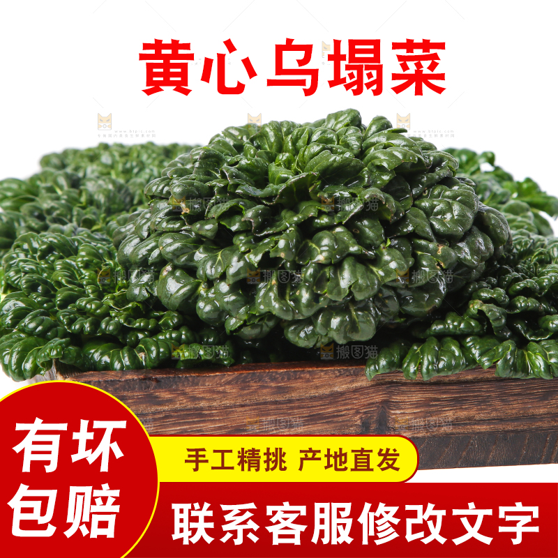 白底上的菊花菜