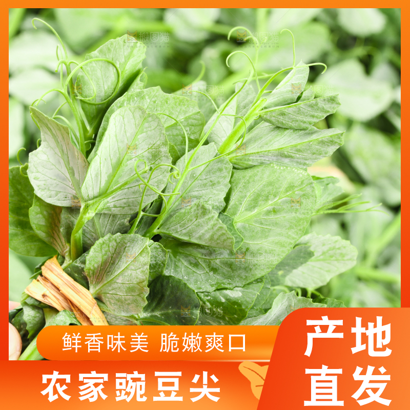 白底上摆放着新鲜豌豆苗