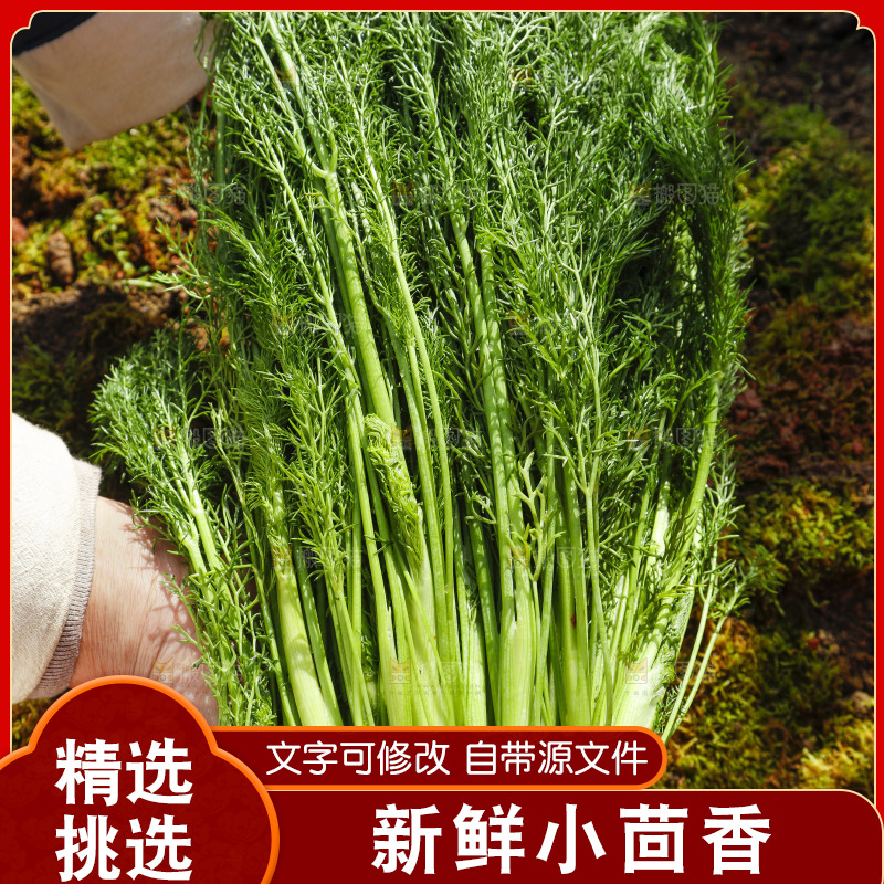 手里拿着小茴香