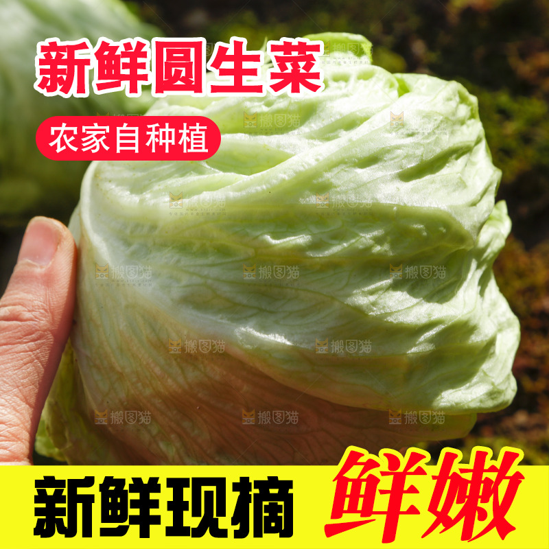 手里拿着球生菜