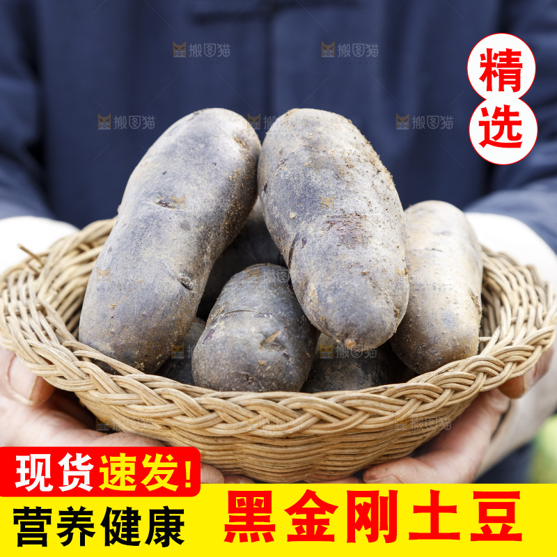 手里拿着农家紫土豆