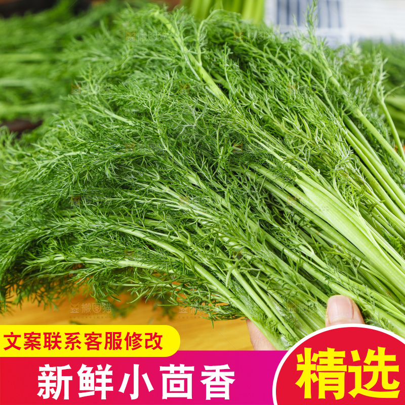 手里拿着小茴香
