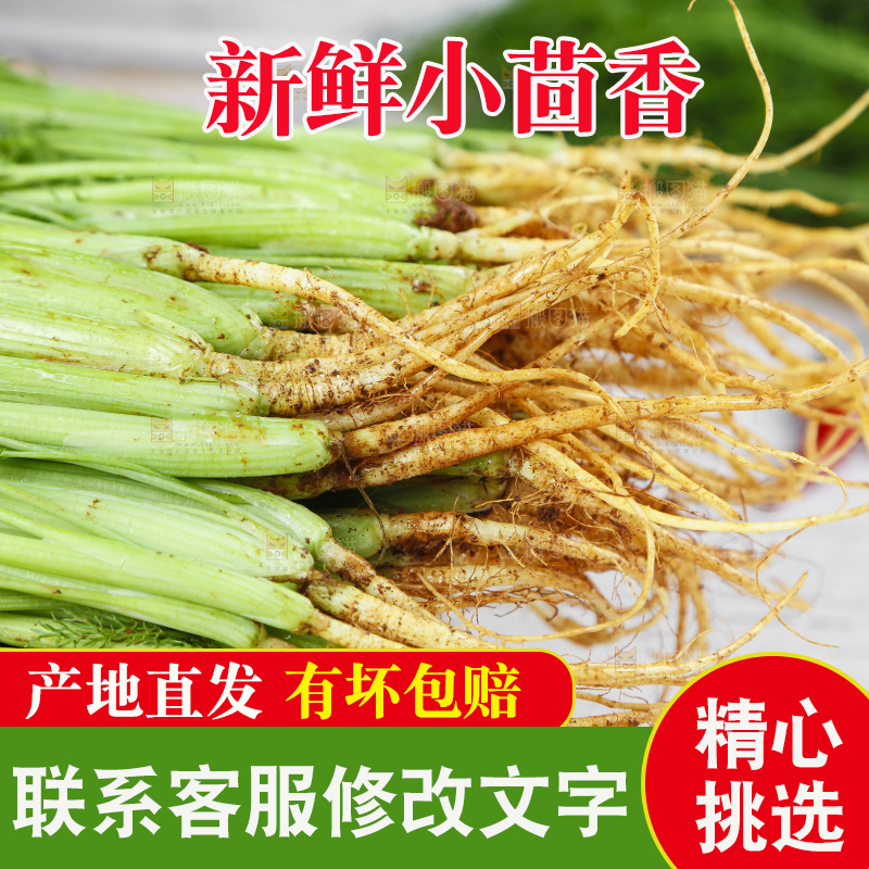 木底上的小茴香菜