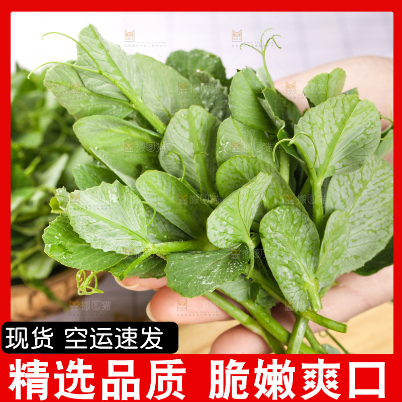 手里拿着豌豆苗