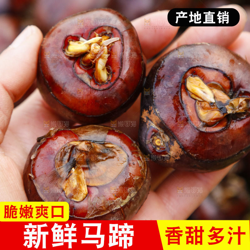 手里拿着马蹄果
