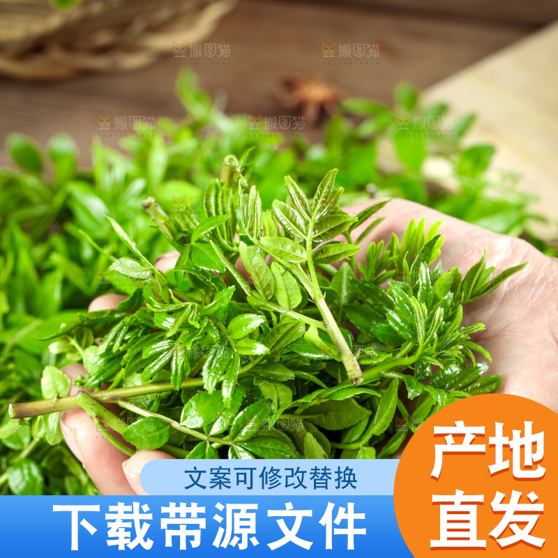手拿新鲜花椒芽