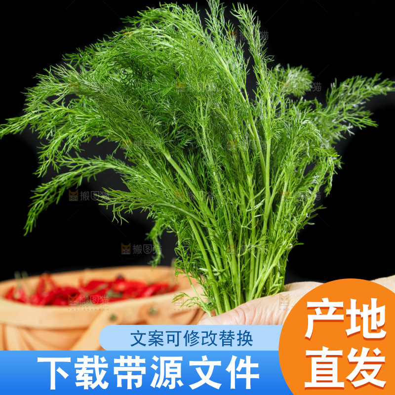 手里拿着小茴香