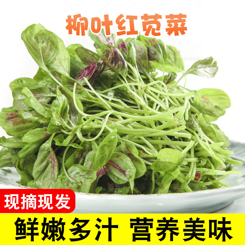 白底上放着一盘红苋菜