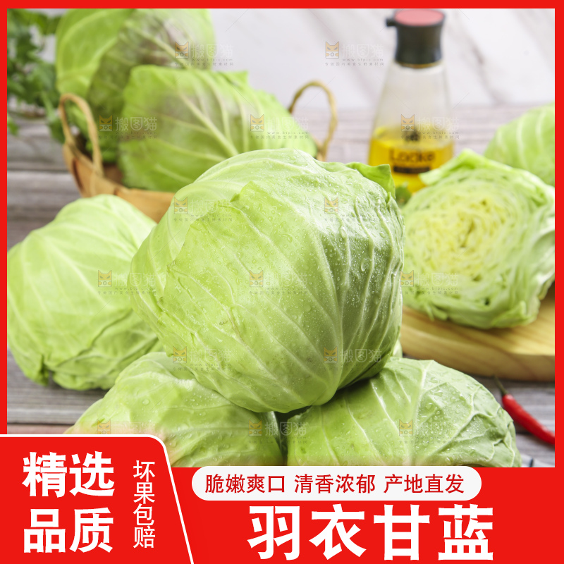 白格子底上的甘蓝包菜