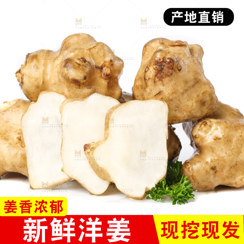 白底上的陕北高原洋姜
