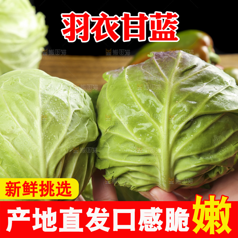 手里拿着洋白菜