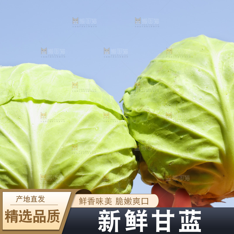 手里拿着包心菜