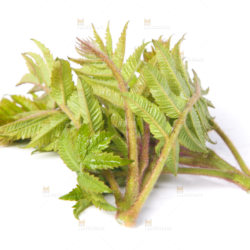 白底上放着新鲜香椿芽