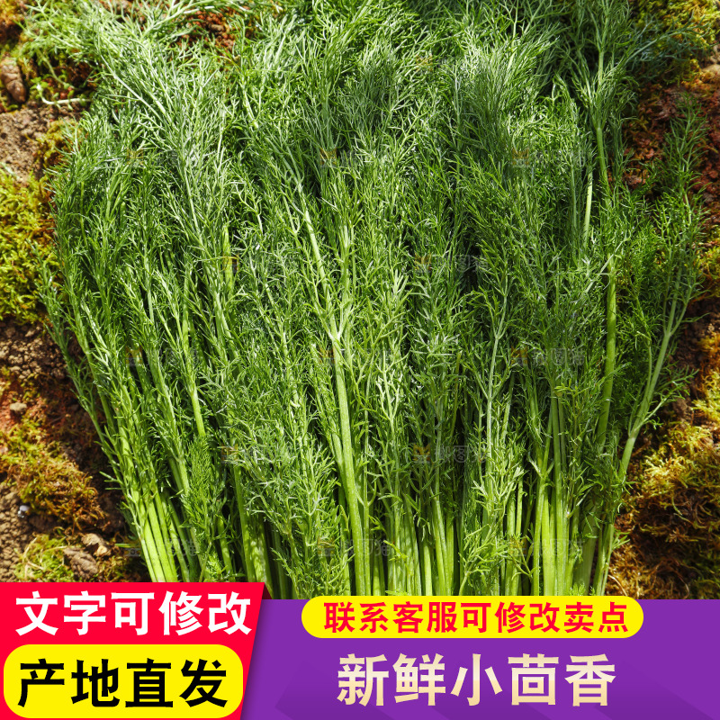 土地上放着茴香菜