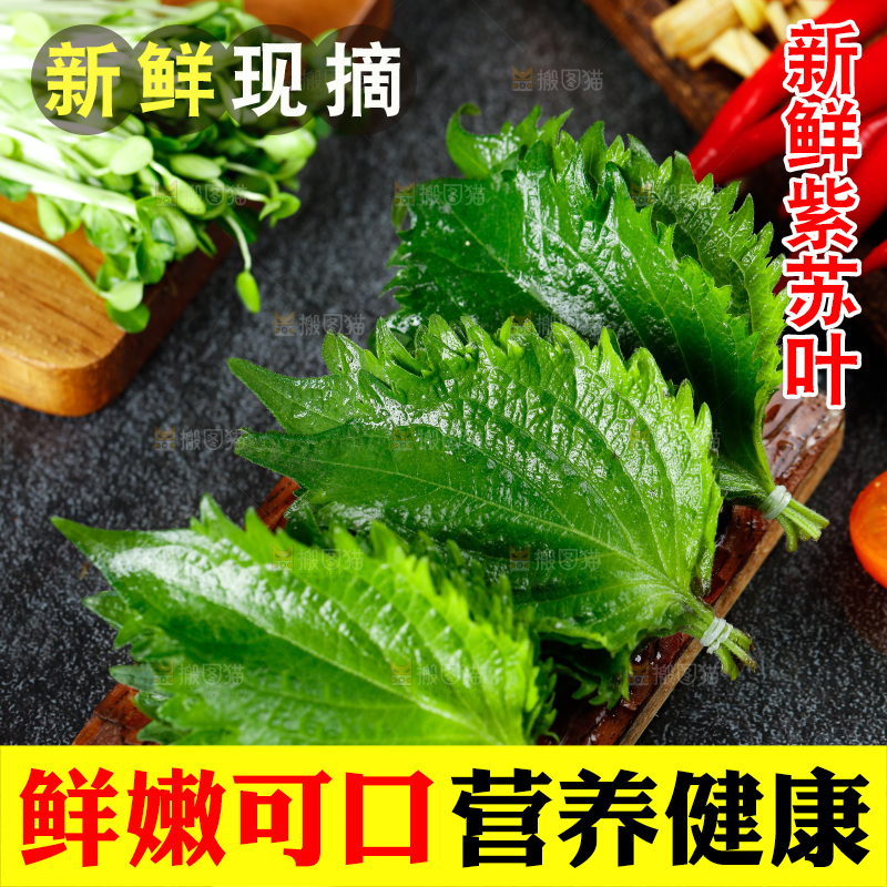 深底上的新鲜紫苏叶