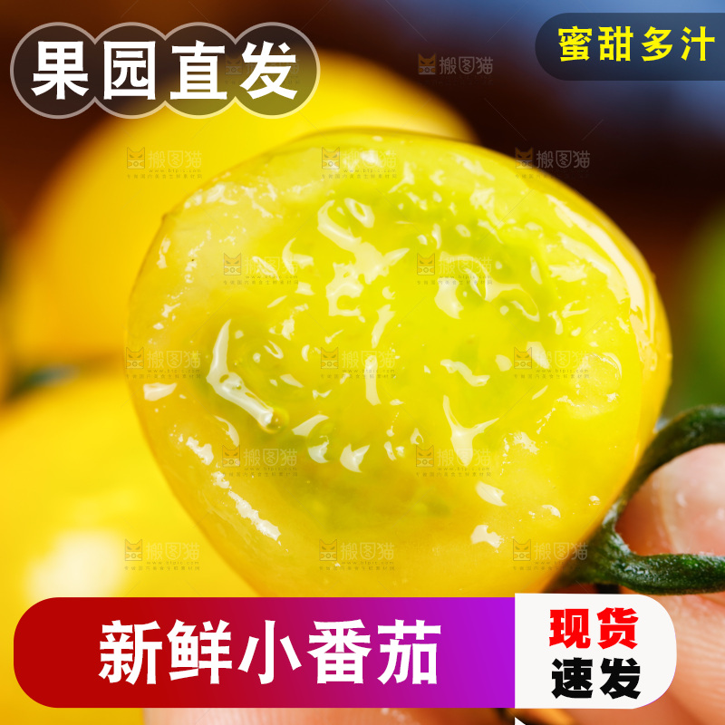 手拿着黄金小番茄