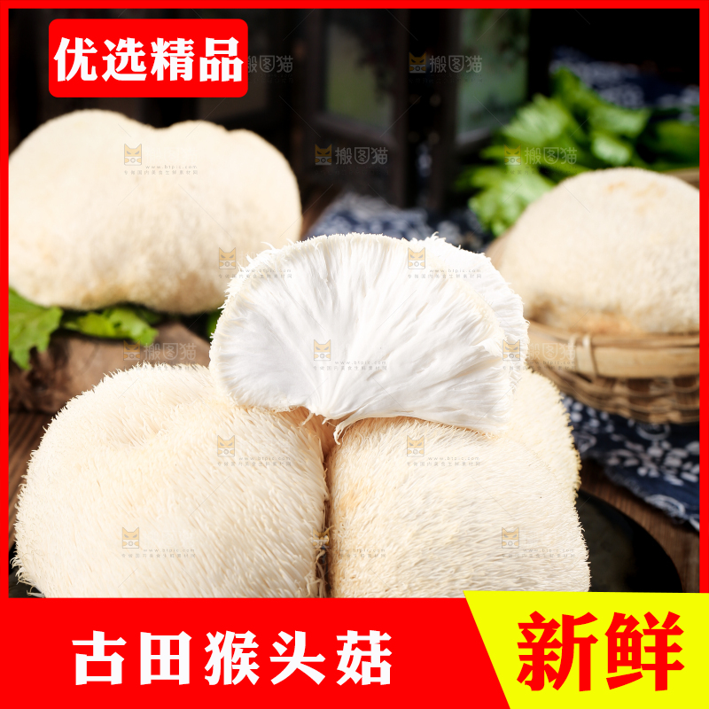 黑石板上的古田猴头菇