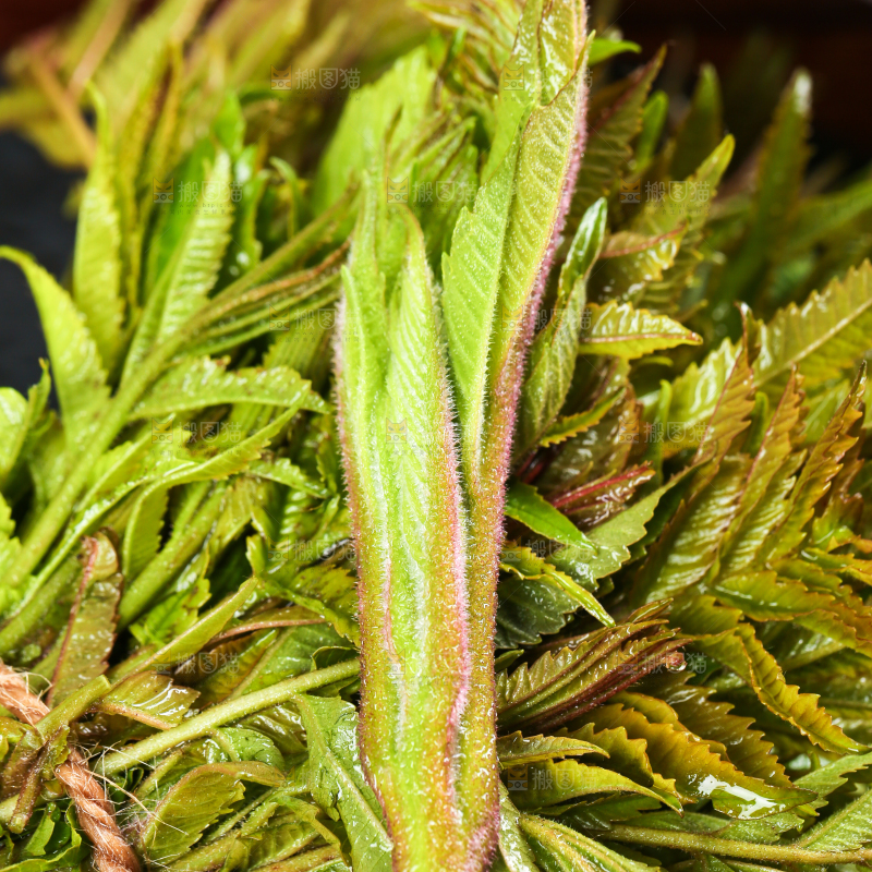 浅底上的香椿芽
