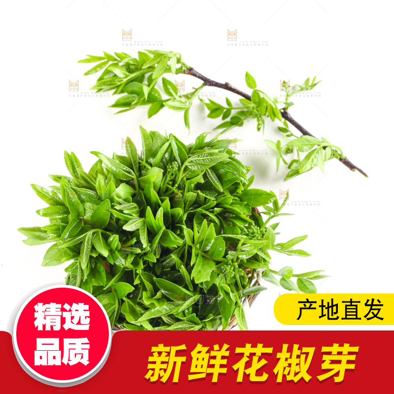 一筐野生花椒芽放在白底上