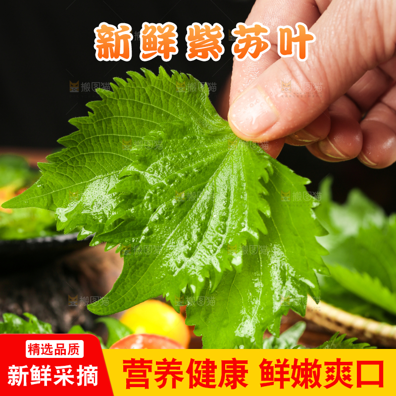 手拿紫苏叶