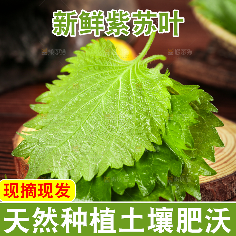 木板上的青紫苏叶