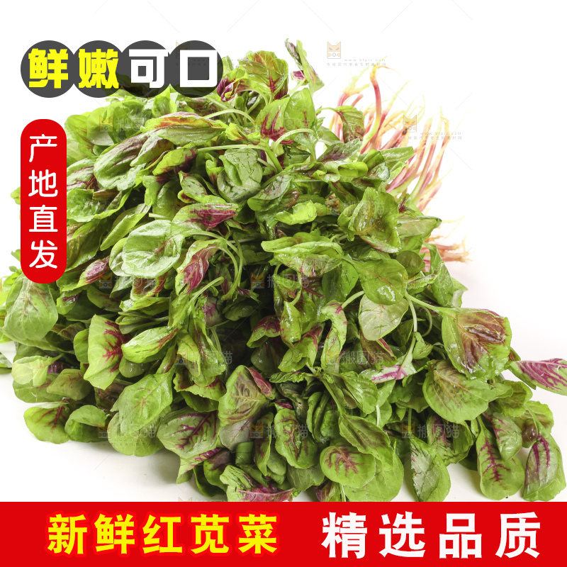 白底上的红苋菜