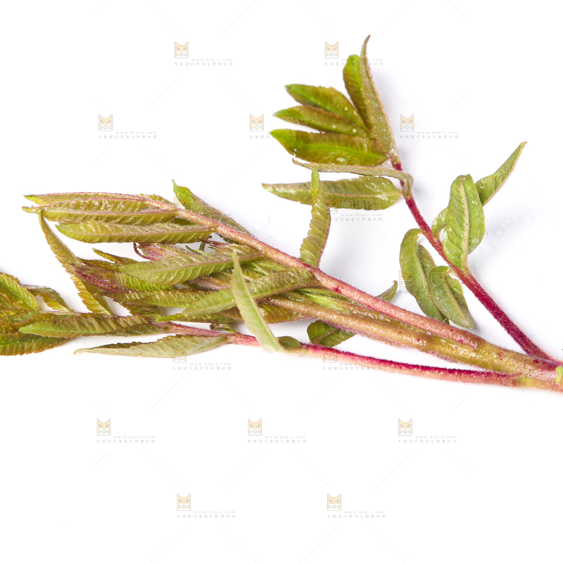 白底上放着新鲜香椿芽