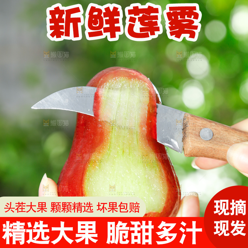 手拿切开的新鲜莲雾