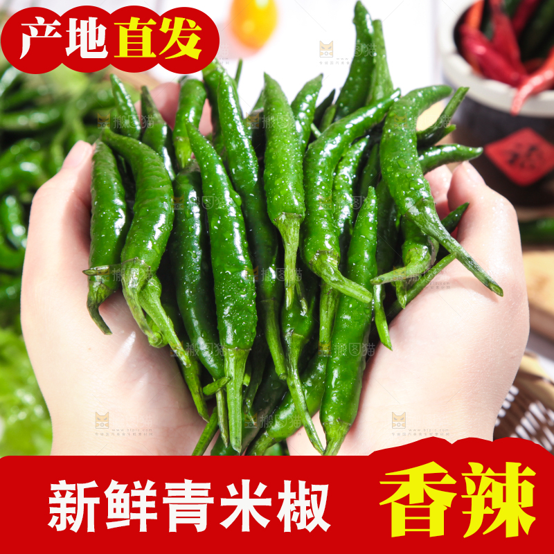 手拿新鲜的指天椒