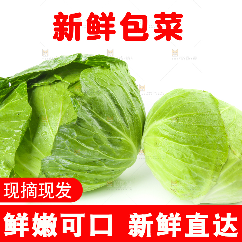 白底上的包心菜