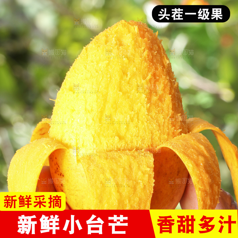 手拿剥皮的小台农芒