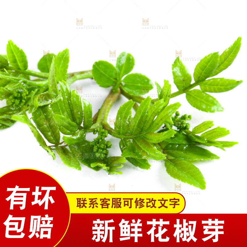 白底上的新鲜花椒芽