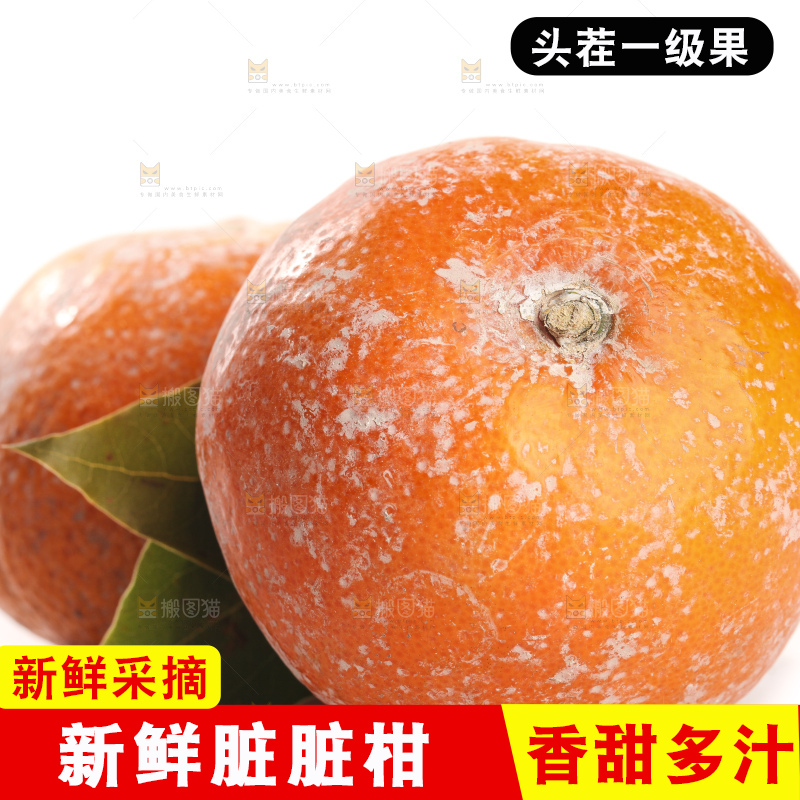 白底上的广西茂谷柑