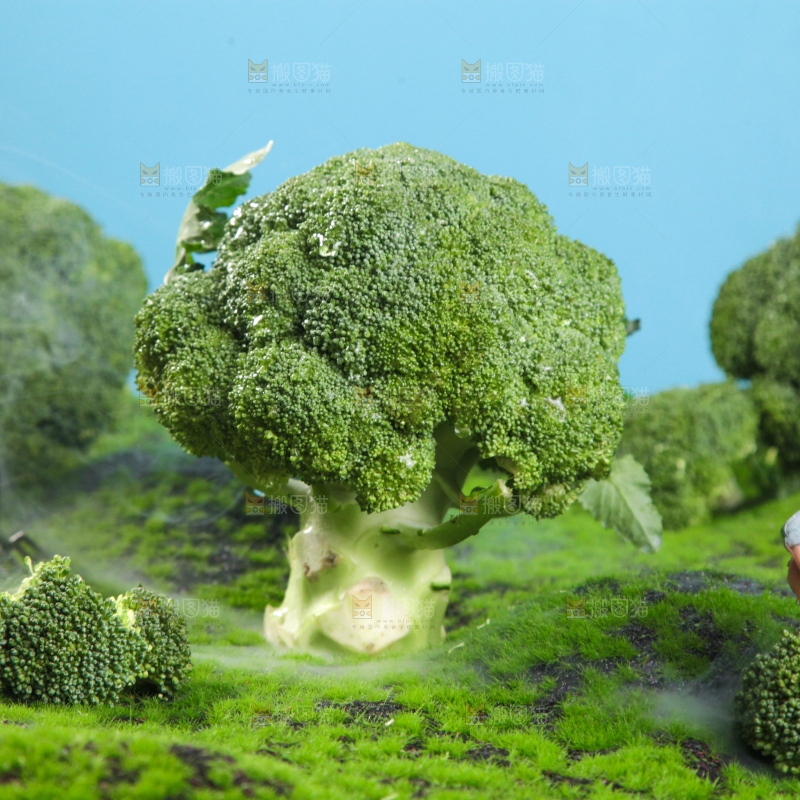 西兰花背景纹理