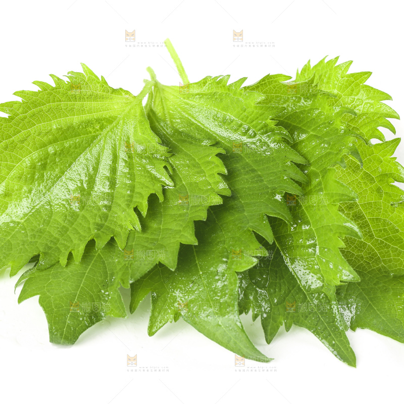 白底上的绿紫苏叶