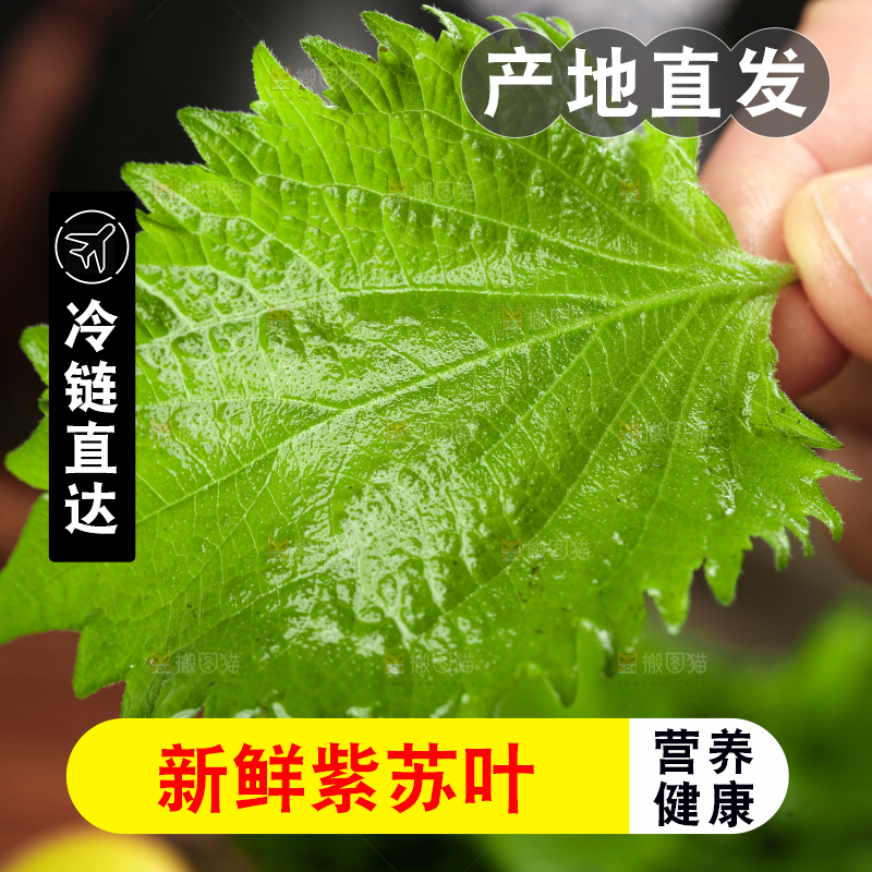 手拿紫苏叶
