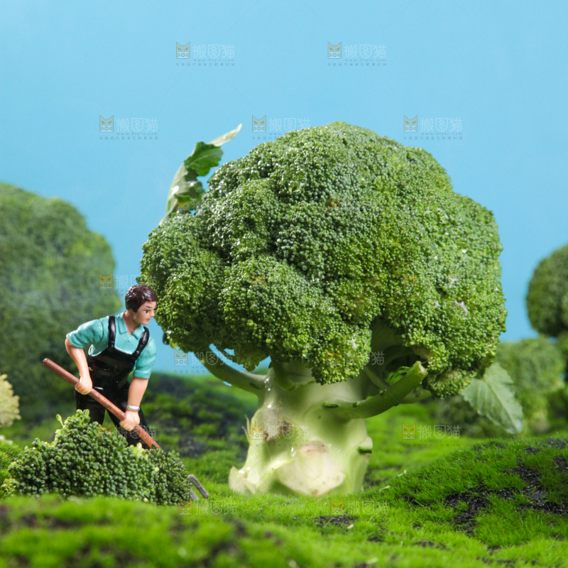 西兰花背景纹理