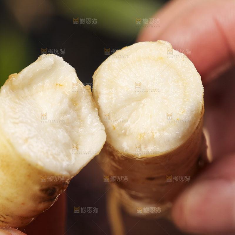 手拿掰开的人参