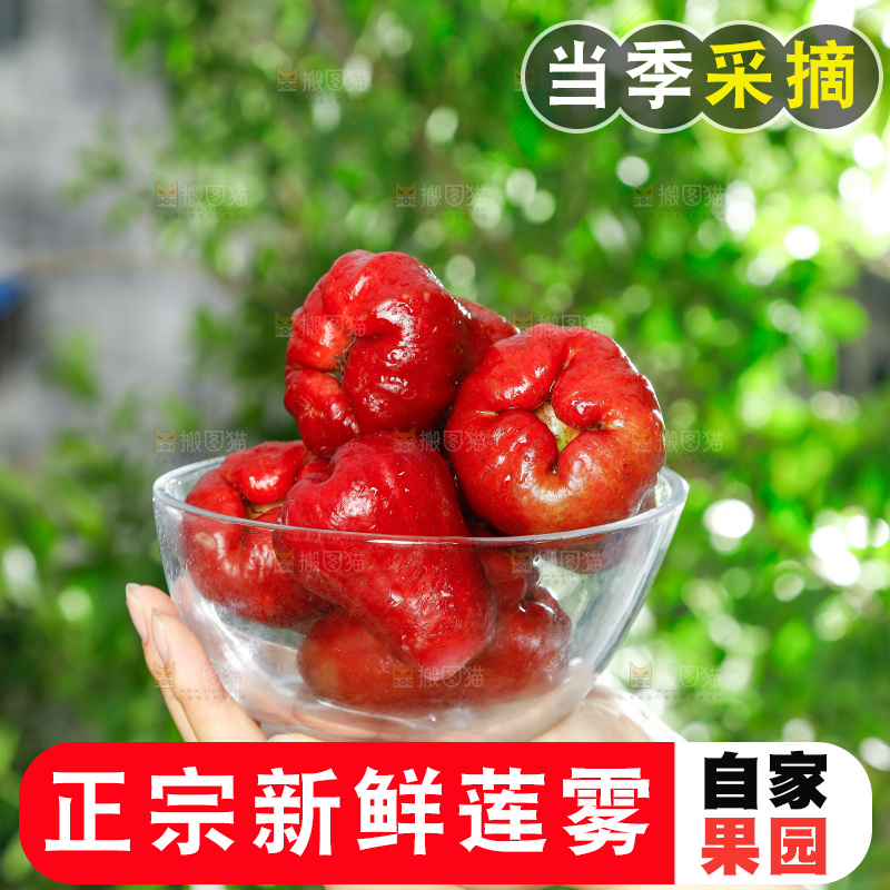 手拿一碗新鲜莲雾