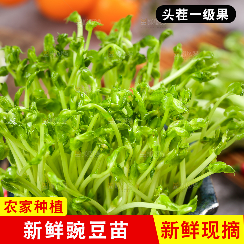 瓶子里装着芽菜