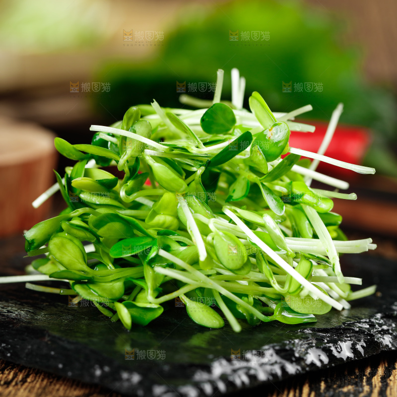 黑石板上的香椿苗