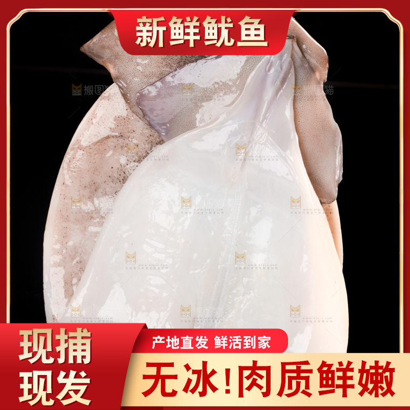 黑底上的野生大鱿鱼