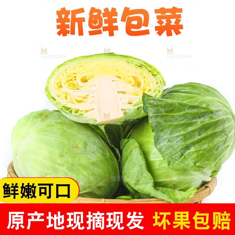 一筐新鲜包心菜放在白底上