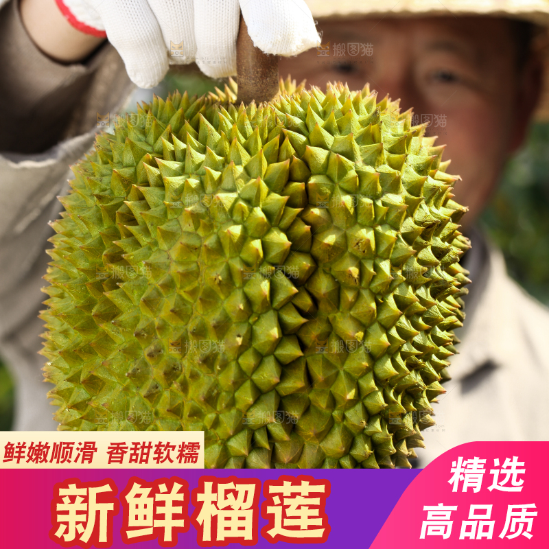 农民手里拿着泰国甲仑榴莲